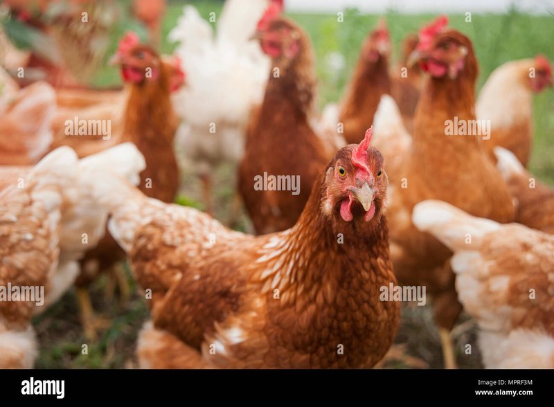 Germany - chicken road 2 geld verdienen
